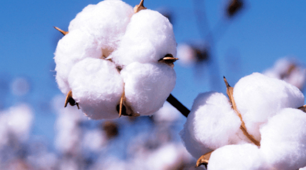 Fluctuating Cotton Prices Touch Us All | MWS